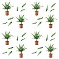 Home plant Yucca pattern